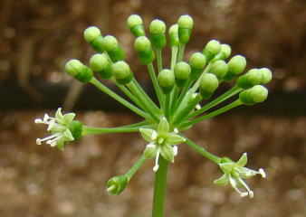 跡見群芳譜(野草譜 トチバニンジン)
